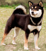 Example of the black and tan coat color