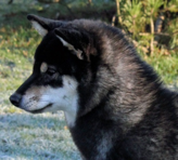 Example of the black and tan coat color (head)